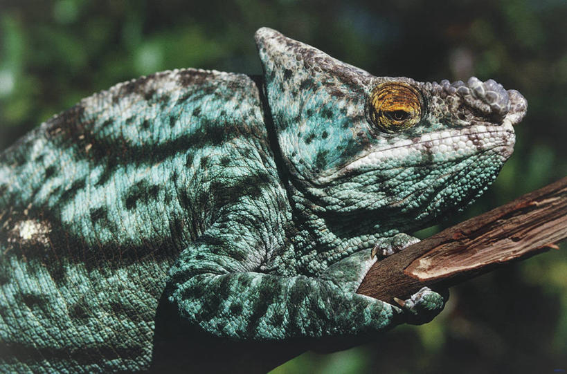 无人,横图,室外,变色龙,野生动物,马达加斯加,摄影,彩图,动物学