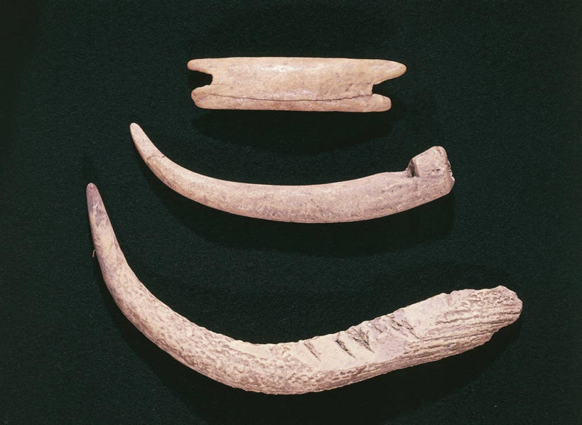 无人,横图,骨头,历史,古代,三个,摄影,美术工艺,彩图,影棚拍摄