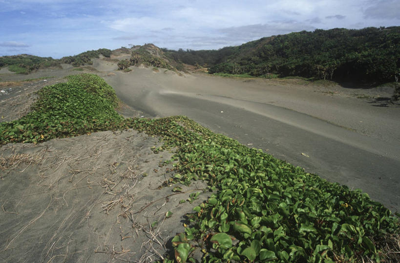 无人,横图,室外,白天,植物,斐济,地平线,辽阔,地面,沙丘,自然,广阔,摄影,生长,灌木,一望无际,国家公园,延伸,坚持,天地相交,无边无际,一马平川,彩图,旅行