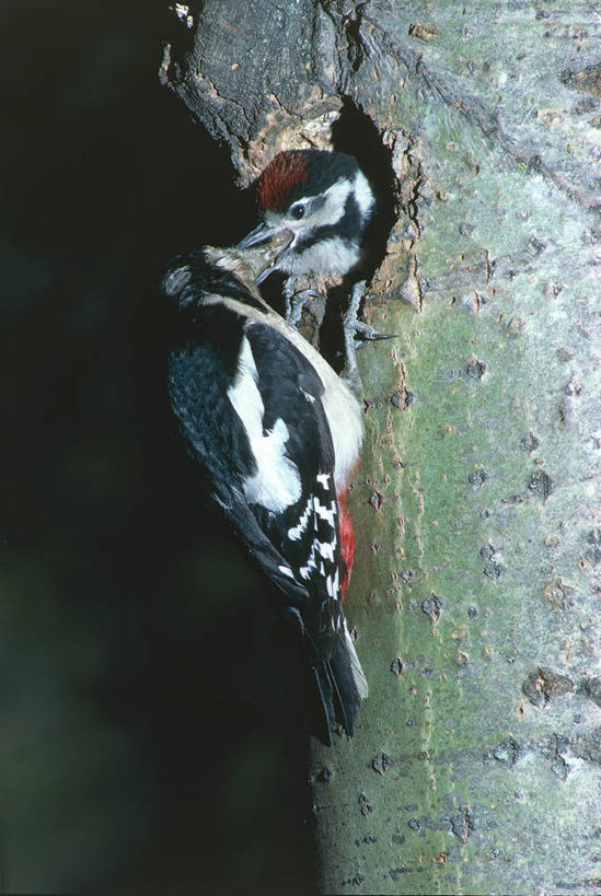 无人,竖图,室外,鸟,啄木鸟,鸟类,鸟巢,树干,动物,两只,摄影,白花啄木鸟,臭奔得儿木,大斑啄木鸟,叼木冠,花奔得儿木,花啄木,啄木冠,喂养,森林医生,彩图,益鸟