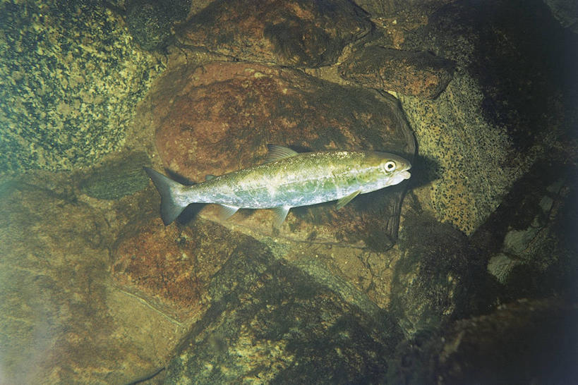 游泳,无人,横图,室外,野生动物,摄影,彩图,动物学