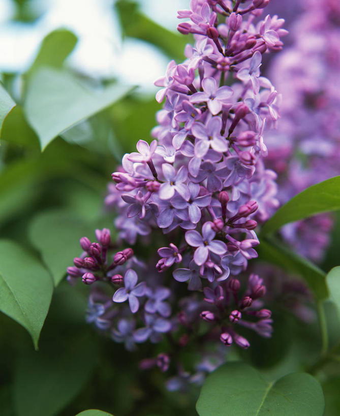 无人,竖图,室外,特写,白天,美景,植物,丁香花,英国,景观,英格兰,花,花瓣,紫色,自然,景色,摄影,灌木,自然风光,落叶树,彩图