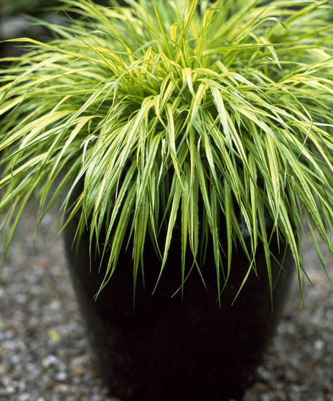 无人,竖图,室外,白天,美景,植物,叶子,花盆,英国,景观,英格兰,草,黄色,绿色,自然,容器,夏天,景色,摄影,自然风光,观赏草,彩图,多年生植物