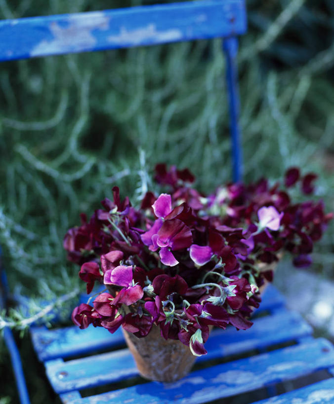 无人,竖图,室外,特写,白天,美景,植物,静物,英国,景观,香豌豆,英格兰,花,粉色,红色,自然,花束,夏天,景色,摄影,自然风光,彩图