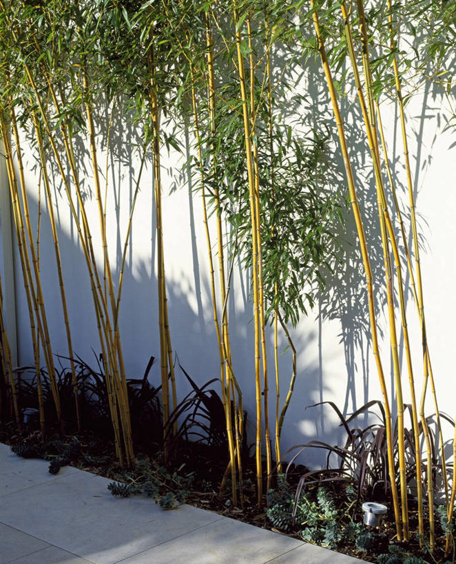 无人,竖图,室外,白天,美景,植物,叶子,英国,花坛,墙,景观,茎,英格兰,草,花,黄色,绿色,白色,黑色,自然,景色,摄影,多样,自然风光,观赏草,彩图