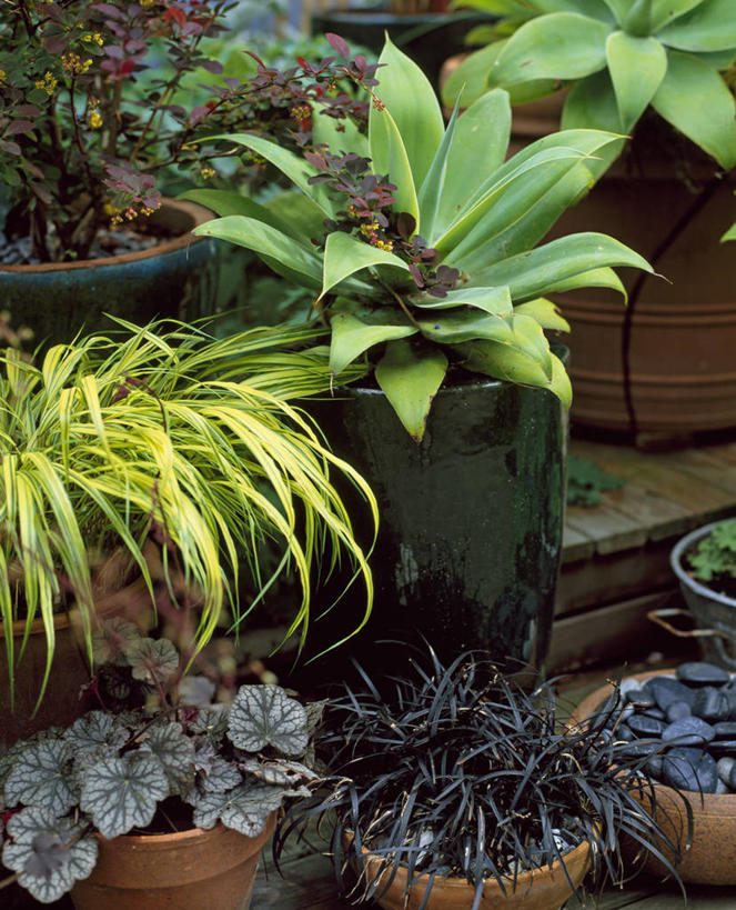 无人,竖图,室外,白天,美景,植物,龙舌兰,叶子,花盆,英国,粘稠,景观,调料,糖,调味品,调味料,英格兰,草,自然,容器,景色,摄影,希望,糖浆,粘土,自然风光,黏稠,浓厚,番麻,彩图,付出,肉质植物,龙舌掌,多年生植物