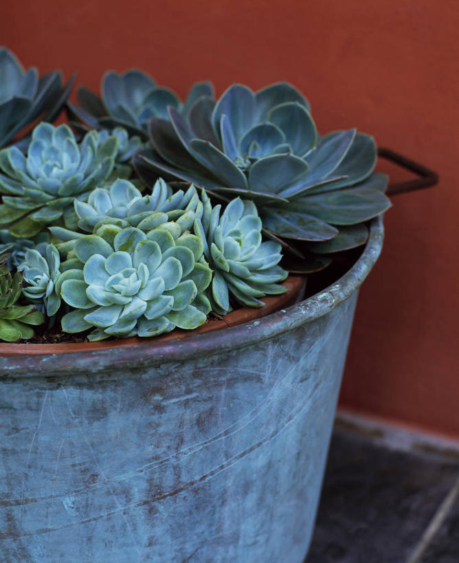 无人,竖图,室外,特写,白天,爱情,美景,植物,叶子,花盆,英国,金属,景观,宝石花,英格兰,绿色,灰色,自然,容器,景色,摄影,石莲花,自然风光,勤劳,彩图,肉质植物