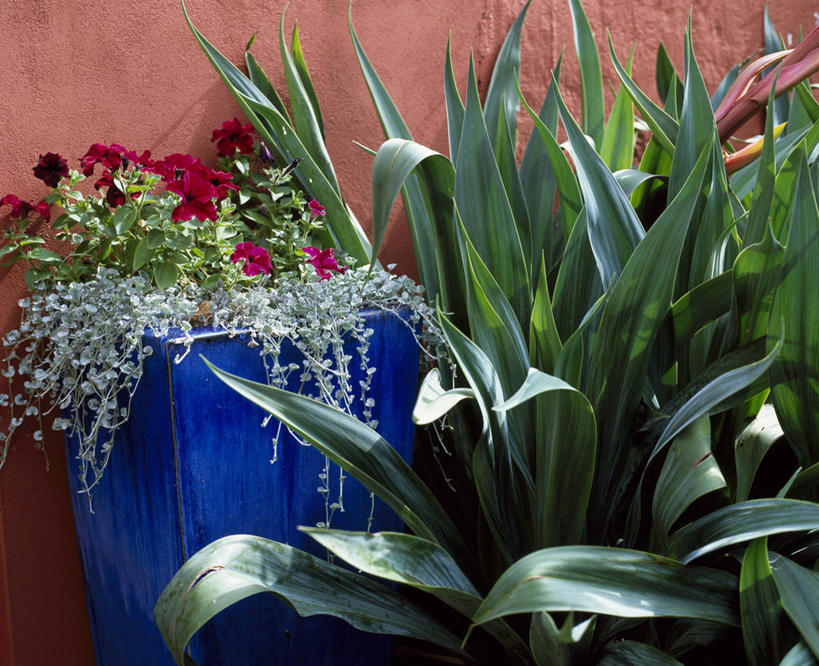 无人,横图,室外,白天,美景,植物,叶子,花盆,英国,景观,英格兰,绿色,灰色,自然,容器,夏天,景色,摄影,多样,灌木,自然风光,丝兰,彩图,肉质植物