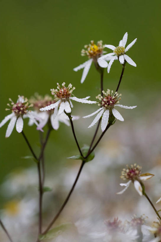无人,竖图,室外,特写,白天,美景,植物,英国,景观,英格兰,花,花瓣,白色,自然,景色,摄影,自然风光,紫苑,秋天,彩图,对焦