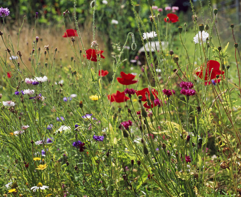 无人,横图,彩色,室外,白天,草地,美景,植物,英国,景观,野花,英格兰,花,自然,夏天,景色,摄影,五颜六色,色彩斑斓,自然风光,矢车菊,五彩缤纷,五彩斑斓,五光十色,彩图