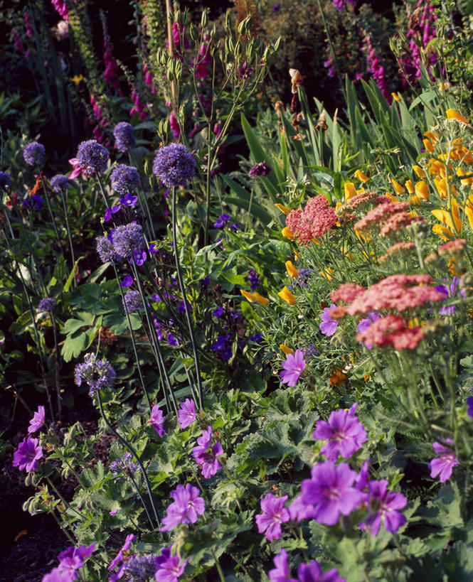 无人,竖图,室外,白天,热情,美景,植物,英国,花坛,景观,英格兰,花,粉色,紫色,阳光,自然,夏天,太阳花,景色,摄影,多样,天竺葵,自然风光,西洋蓍草,牻牛儿苗,彩图,对焦,多年生植物