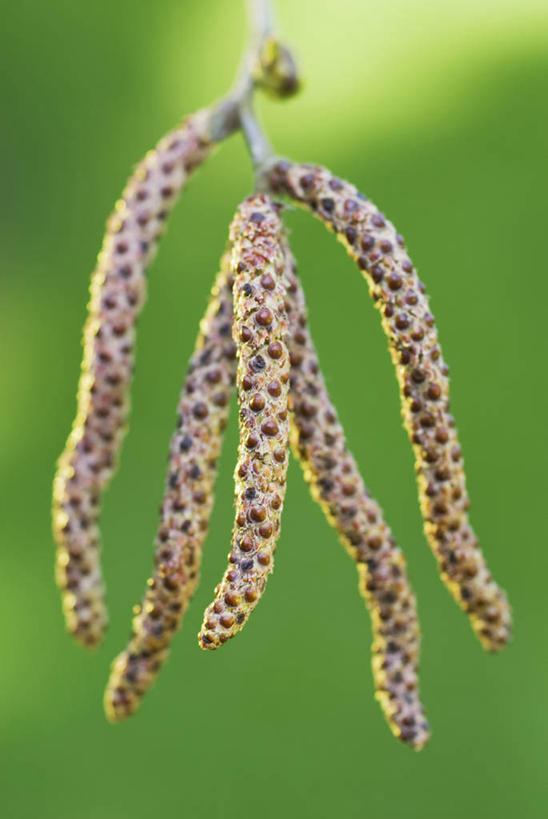 无人,竖图,室外,特写,白天,美景,植物,英国,景观,褐色,英格兰,花,树,黄色,自然,春天,景色,摄影,白桦,自然风光,落叶树,彩图,褪色柳,对焦