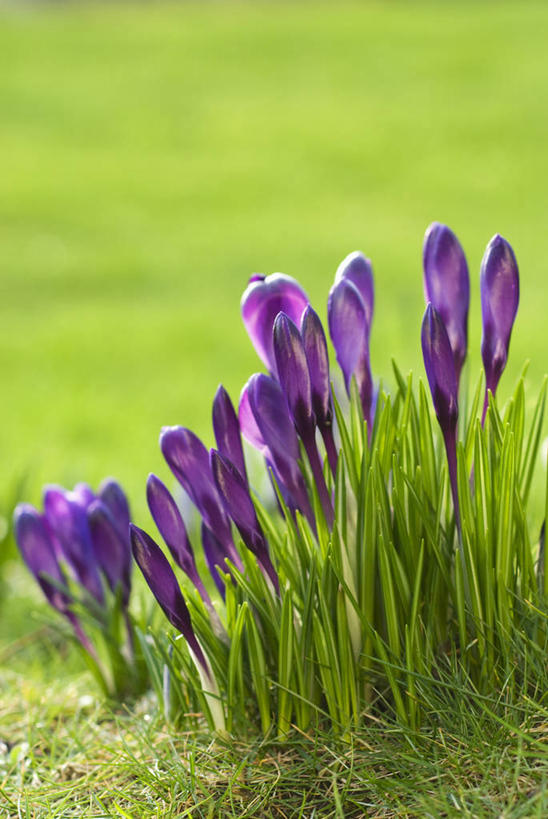 无人,竖图,室外,特写,白天,留白,快乐,美景,植物,蔬菜,英国,新鲜,景观,食品,英格兰,藏红花,花,花瓣,食物,紫色,自然,春天,景色,摄影,有机食品,绿色食品,保护,番红花,自然风光,西红花,彩图