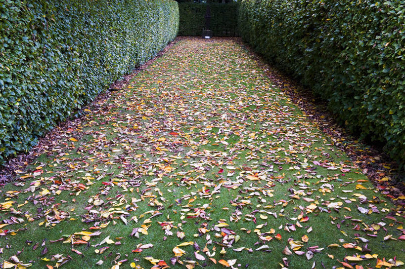 无人,横图,室外,白天,草坪,美景,植物,叶子,英国,庭院,景观,小路,英格兰,草,自然,景色,摄影,灌木,自然风光,山毛榉树,树篱,秋天,彩图,花园路