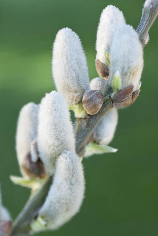 无人,竖图,室外,特写,白天,美景,植物,柳树,英国,景观,英格兰,花,树,白色,灰色,自然,春天,景色,摄影,自然风光,落叶树,彩图,褪色柳