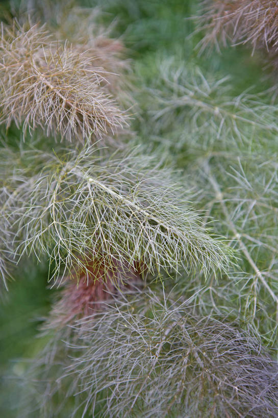 无人,竖图,室外,特写,白天,美景,植物,叶子,英国,景观,食品,饮食,英格兰,绿色,灰色,自然,茴香,夏天,景色,摄影,草本,自然风光,彩图,对焦