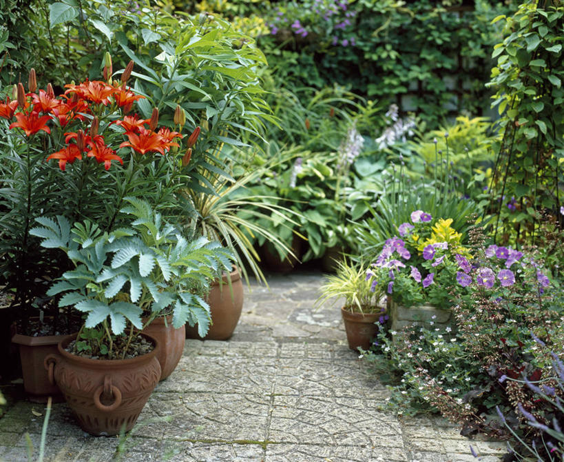 无人,横图,室外,白天,美景,植物,百合花,花盆,英国,花坛,庭院,景观,小路,英格兰,花,自然,容器,夏天,景色,摄影,多样,自然风光,矮牵牛花,彩图,花园路