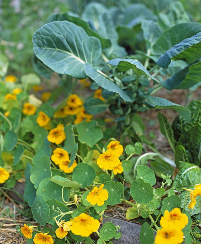 无人,竖图,室外,特写,白天,美景,植物,蔬菜,叶子,英国,景观,食品,饮食,英格兰,花,花瓣,黄色,绿色,自然,夏天,景色,摄影,多样,自然风光,旱金莲花,球芽甘蓝,彩图,共生关系