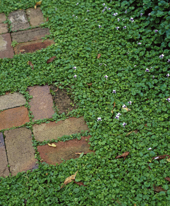 无人,竖图,室外,白天,美景,植物,紫罗兰,叶子,英国,砖,庭院,景观,小路,英格兰,花,绿色,自然,景色,摄影,自然风光,彩图,花园路