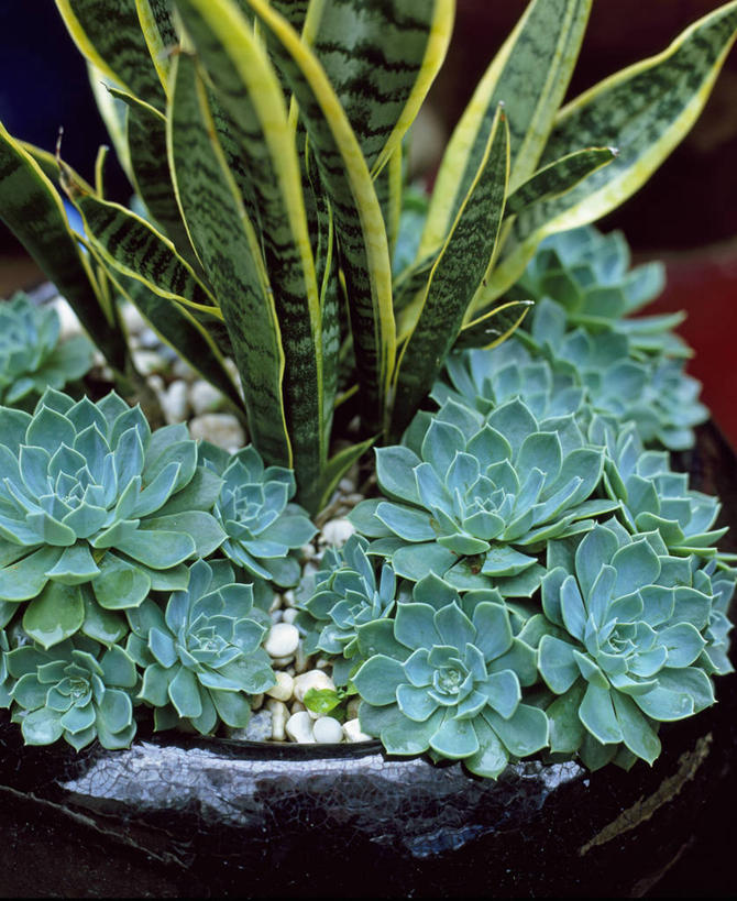 室外,白天,爱情,植物,龙舌兰,叶子,花盆,粘稠,调料,糖,宝石花,天气,调味品,调味料,绿色,自然,容器,夏天,摄影,希望,糖浆,石莲花,干旱,干的,黏稠,勤劳,浓厚,番麻,付出,肉质植物,龙舌掌