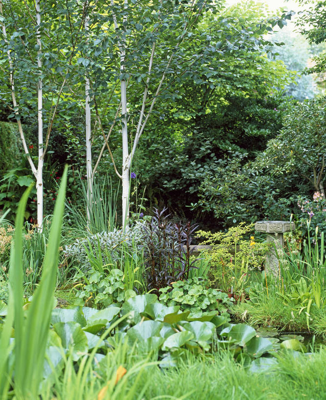 无人,竖图,室外,白天,美景,水,植物,白桦树,英国,花坛,庭院,池塘,景观,英格兰,花,树,自然,夏天,景色,摄影,白桦,多样,自然风光,日晷,彩图,多年生植物