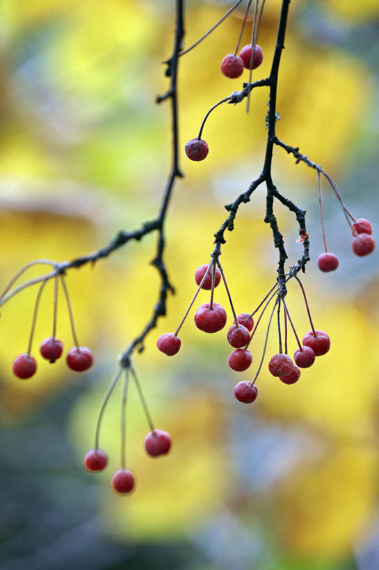 无人,竖图,室外,特写,白天,美景,植物,水果,英国,景观,海棠,果树,英格兰,树,树木,红色,绿色,自然,景色,摄影,生长,成长,自然风光,苹果树,落叶树,秋天,彩图