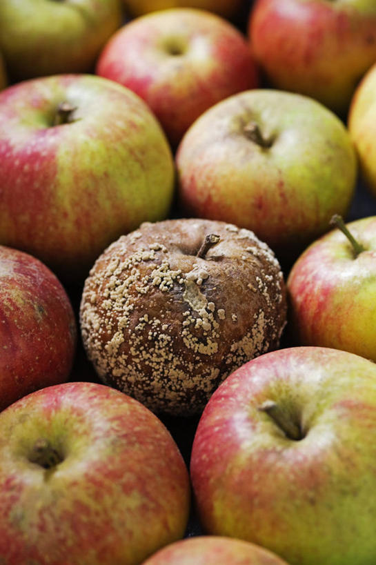 无人,竖图,特写,白天,农业,农作物,美景,植物,苹果,静物,水果,英国,景观,园艺,破坏,英格兰,破损,自然,生病,景色,摄影,损坏,腐烂,自然风光,选择,畸形,秋天,彩图