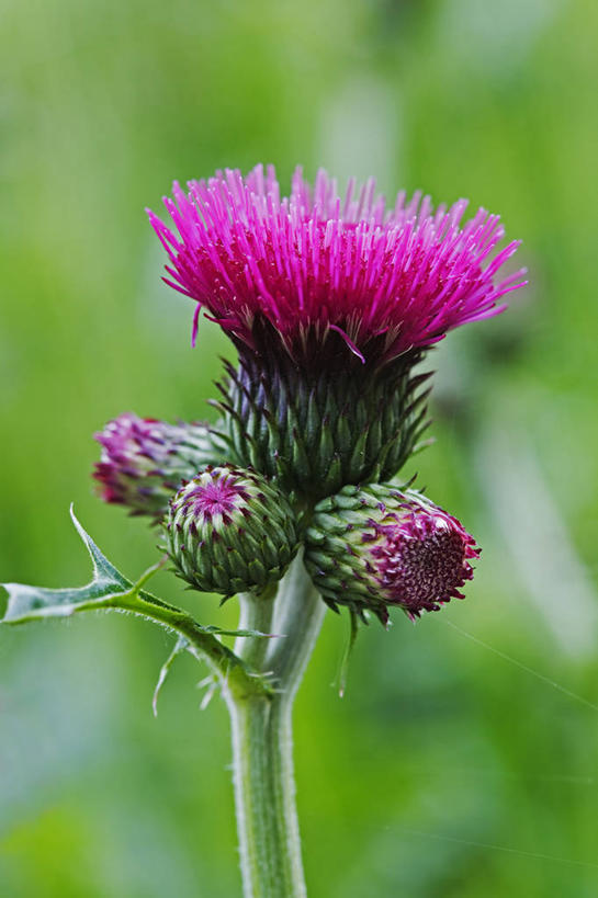 无人,竖图,室外,特写,白天,美景,植物,英国,景观,英格兰,花,花瓣,粉色,自然,春天,蓟,景色,摄影,自然风光,彩图