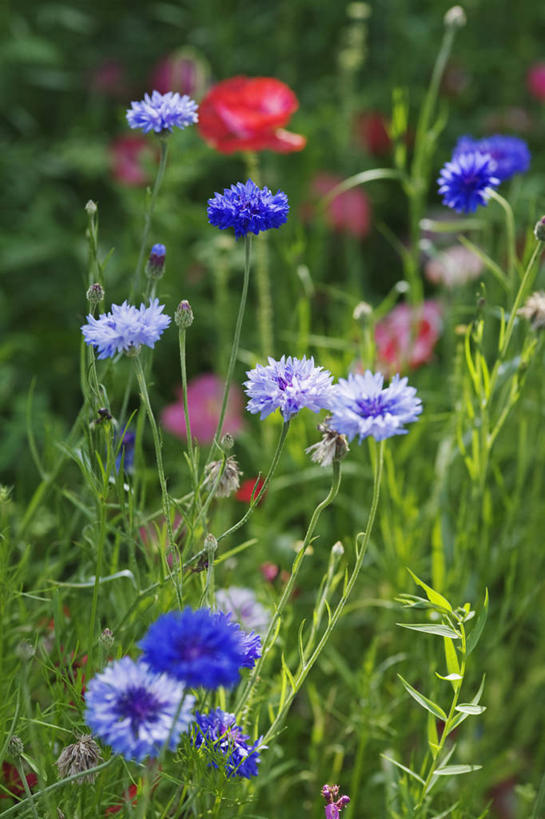 无人,竖图,室外,特写,白天,美景,植物,英国,景观,英格兰,花,花瓣,蓝色,自然,夏天,景色,摄影,自然风光,矢车菊,彩图