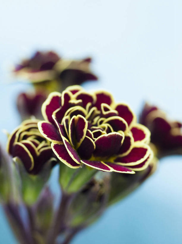 无人,竖图,室外,特写,白天,美景,植物,英国,景观,英格兰,花,花瓣,黄色,红色,自然,春天,景色,摄影,自然风光,柔焦,樱草花,式样,彩图,对焦