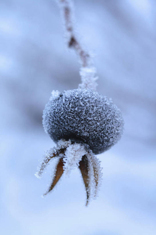 无人,竖图,室外,特写,白天,留白,美景,植物,玫瑰,水果,英国,冰,景观,霜,英格兰,白色,自然,景色,寒冷,摄影,灌木,自然风光,蔷薇果,落叶树,野玫瑰,彩图,对焦