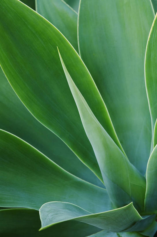无人,竖图,室外,特写,白天,背景,美景,植物,龙舌兰,叶子,西班牙,景观,绿色,自然,夏天,景色,摄影,希望,自然风光,马德拉,大西洋群岛,番麻,彩图,全画面,全框架,全帧,付出,肉质植物,全画幅,龙舌掌,对焦