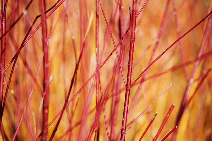 无人,横图,室外,特写,白天,美景,植物,英国,景观,冬天,茎,枝,英格兰,红色,自然,橙色,景色,摄影,灌木,自然风光,山茱萸,落叶树,彩图,对焦