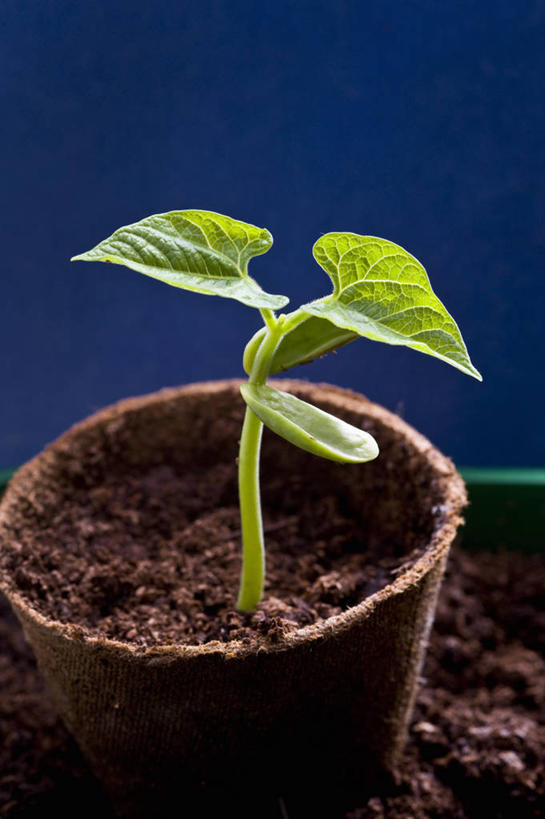 无人,竖图,特写,美景,植物,豆,蔬菜,静物,叶子,花盆,景观,园艺,绿色,自然,容器,景色,摄影,自然风光,秧苗,青豆,彩图,影棚拍摄