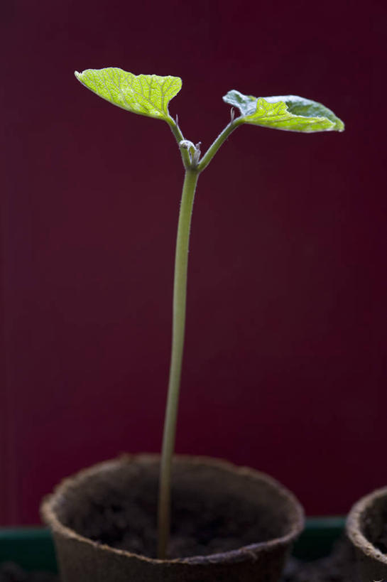 无人,竖图,特写,农业,美景,植物,蔬菜,静物,叶子,花盆,英国,红色背景,景观,园艺,英格兰,绿色,自然,容器,景色,摄影,生长,显现,自然风光,秧苗,红花菜豆,彩图,对焦