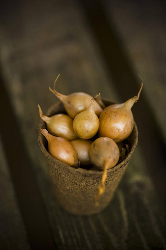 无人,竖图,室外,特写,白天,留白,美景,植物,微生物,蔬菜,洋葱,静物,花盆,英国,新鲜,分离,景观,园艺,食品,种子,英格兰,食物,自然,容器,景色,摄影,有机食品,绿色食品,自然风光,柔焦,分解,彩图,对焦,降解,生物降解,生物降解材料