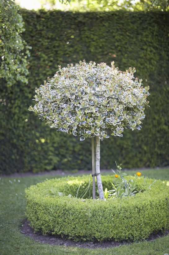 无人,竖图,室外,白天,美景,植物,英国,花坛,景观,训练,英格兰,盒子,花,冬青树,自然,夏天,景色,摄影,园林,灌木,自然风光,曲别针,常绿树,黄杨木,树篱,彩图,例行公事