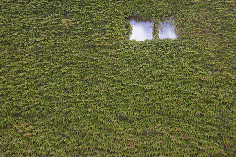 无人,攀登,横图,室外,白天,美景,植物,窗户,叶子,英国,房屋,墙,景观,爬山虎,英格兰,绿色,自然,夏天,景色,摄影,灌木,自然风光,落叶树,彩图
