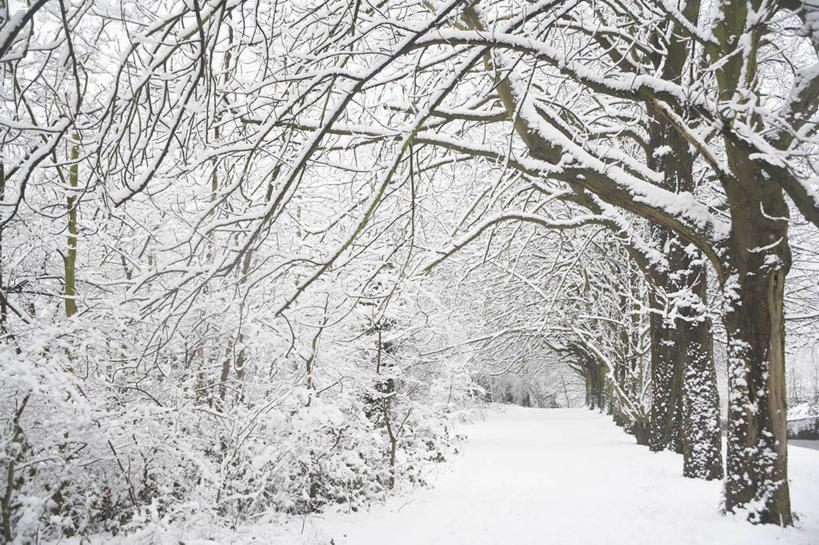 无人,横图,室外,白天,美景,树林,雪,植物,英国,景观,冬天,小路,枝,英格兰,树,白色,自然,景色,摄影,园林,灌木,自然风光,落叶树,彩图,对焦,花园路