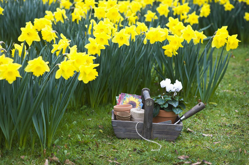 无人,横图,室外,白天,美景,植物,水仙花,静物,花盆,英国,木制,景观,园艺,设备,英格兰,物品,花,自然,春天,线绳,景色,摄影,泥刀,自然风光,彩图