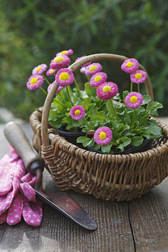 无人,竖图,室外,特写,白天,安全,美景,植物,静物,花盆,英国,篮子,景观,防护,设备,英格兰,物品,雏菊,花,花瓣,自然,容器,手套,景色,摄影,保护,泥刀,柳条,自然风光,保险,保全,周全,安稳,安定,防护手套,平安,彩图