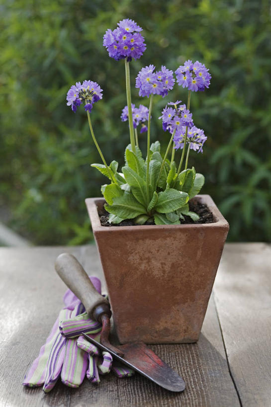 无人,竖图,室外,特写,白天,安全,美景,植物,静物,花盆,英国,景观,防护,设备,英格兰,物品,花,花瓣,紫色,自然,容器,手套,春天,景色,摄影,保护,泥刀,自然风光,保险,保全,周全,安稳,安定,防护手套,樱草花,平安,彩图