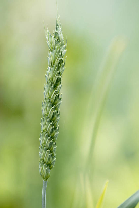 无人,竖图,室外,特写,白天,留白,农业,农作物,小麦,美景,植物,英国,景观,麦穗,种子,英格兰,绿色,自然,景色,摄影,自然风光,彩图