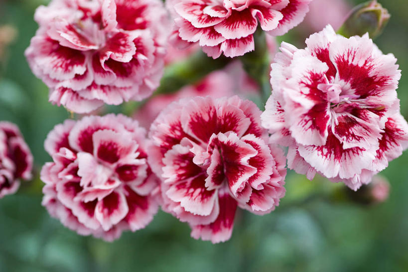 无人,横图,室外,特写,白天,美景,植物,英国,景观,美丽,英格兰,花,花瓣,粉色,红色,自然,夏天,景色,摄影,自然风光,荷兰石竹,大胆,式样,热心,洛阳花,石竹,彩图,石菊,石竹子花,绣竹,中国石竹,中国沼竹,对焦