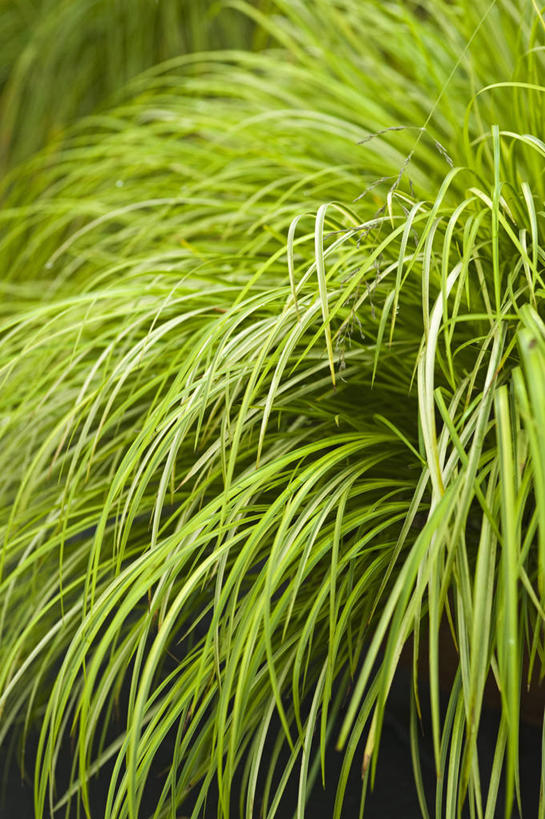 无人,竖图,室外,白天,美景,植物,叶子,英国,景观,英格兰,草,绿色,自然,夏天,景色,摄影,自然风光,观赏草,彩图,白菖蒲