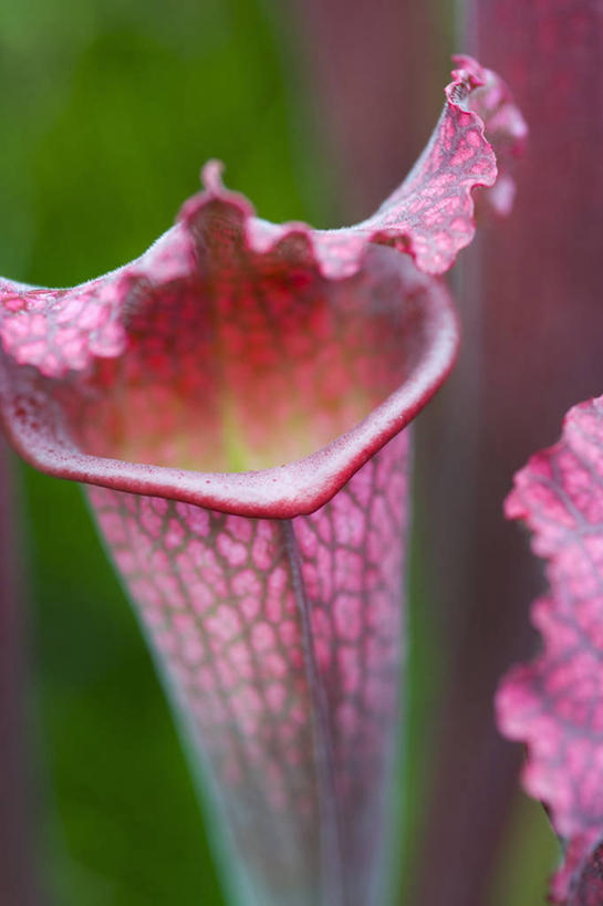 无人,竖图,室外,特写,白天,美景,植物,猪笼草,英国,景观,英格兰,花,粉色,自然,夏天,景色,摄影,自然风光,柔焦,式样,彩图