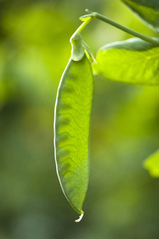无人,竖图,室外,特写,白天,美景,植物,蔬菜,英国,景观,豆类,豆子,豌豆,食品,荷兰豆,饮食,英格兰,绿色,自然,景色,摄影,自然风光,雪豆,豆科,豌豆系,寒豆,毕豆,麻累,国豆,小寒豆,麦豌豆,彩图