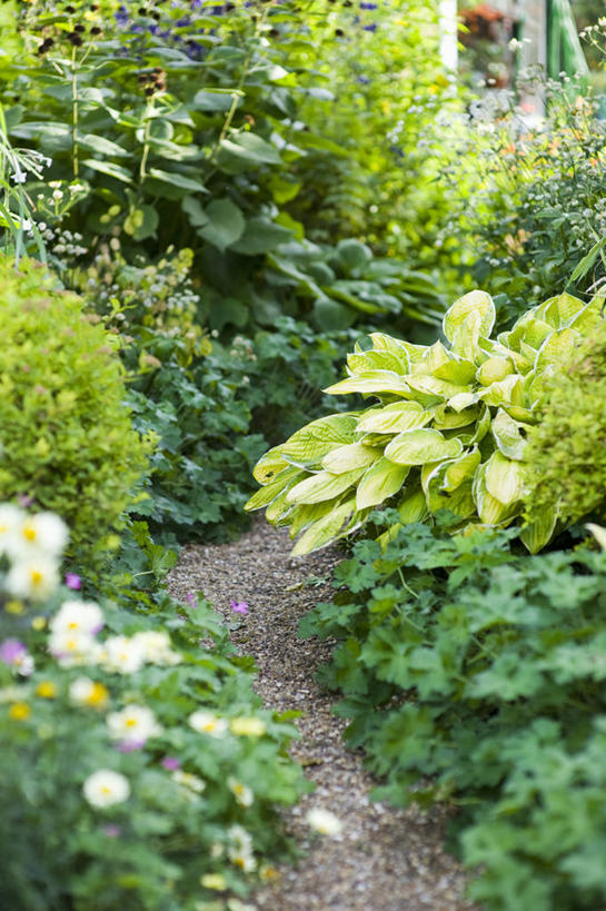 无人,竖图,室外,白天,美景,植物,英国,花坛,庭院,景观,小路,英格兰,花,自然,夏天,景色,摄影,多样,天竺葵,自然风光,沙砾,彩图,对焦,多年生植物,花园路