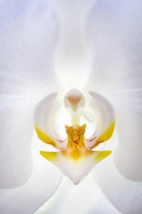 无人,竖图,特写,美景,植物,蝴蝶兰,景观,花,花瓣,黄色,白色,自然,景色,摄影,自然风光,柔焦,彩图,全画面,全框架,全帧,影棚拍摄,全画幅,对焦