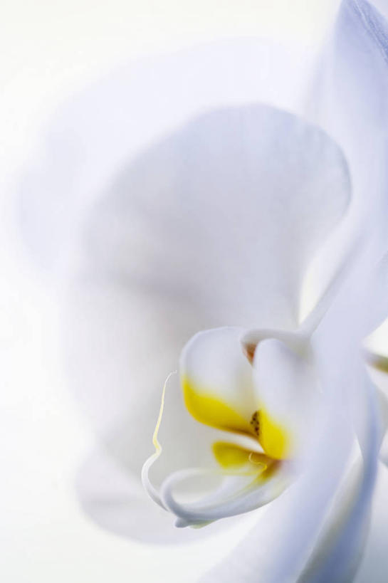 无人,竖图,特写,美景,植物,蝴蝶兰,景观,花,花瓣,黄色,白色,自然,景色,摄影,自然风光,柔焦,彩图,影棚拍摄